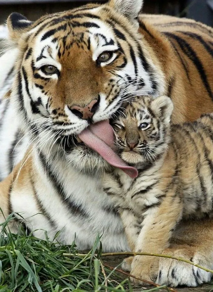 A Mother's Love