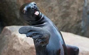 Ridiculously Cute Animals Sticking Their Tongues Out