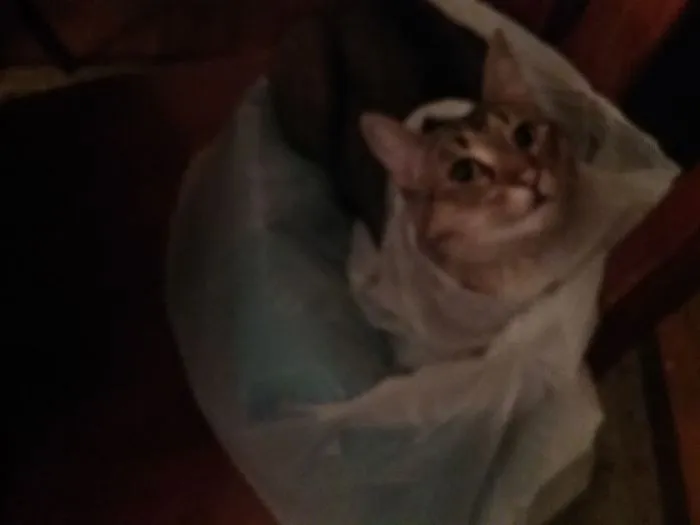 Cat wrapped in a plastic bag, illustrating funny pet names people now call their pets instead of the original one.