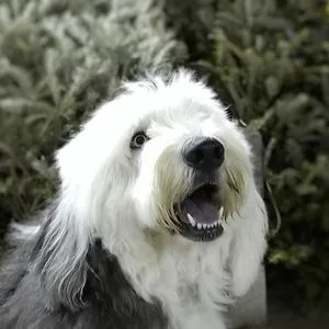 bob h