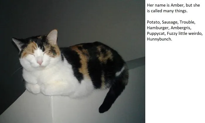 Calico cat resting on a ledge with a list of funny alternative pet names shared by people online.