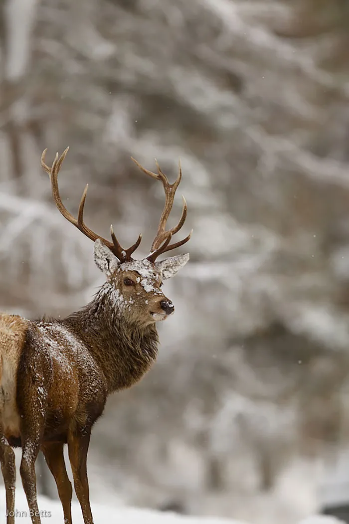 The Magnificent Deer Of Scotland In Winter By John Betts
