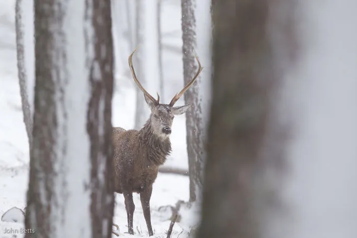 The Magnificent Deer Of Scotland In Winter By John Betts