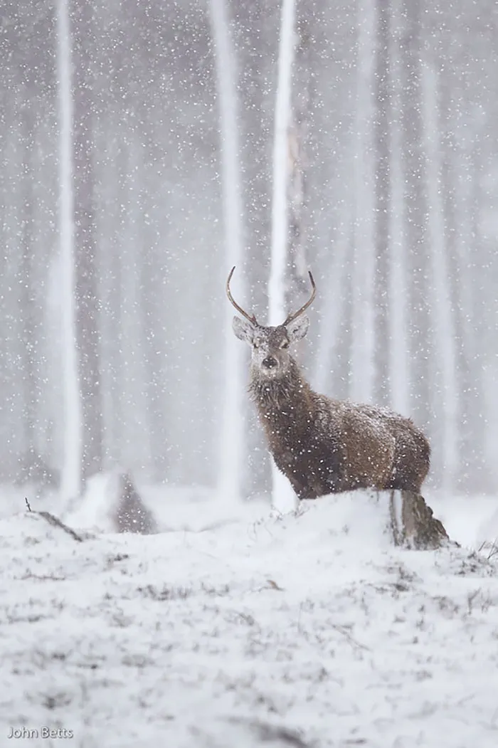 The Magnificent Deer Of Scotland In Winter By John Betts
