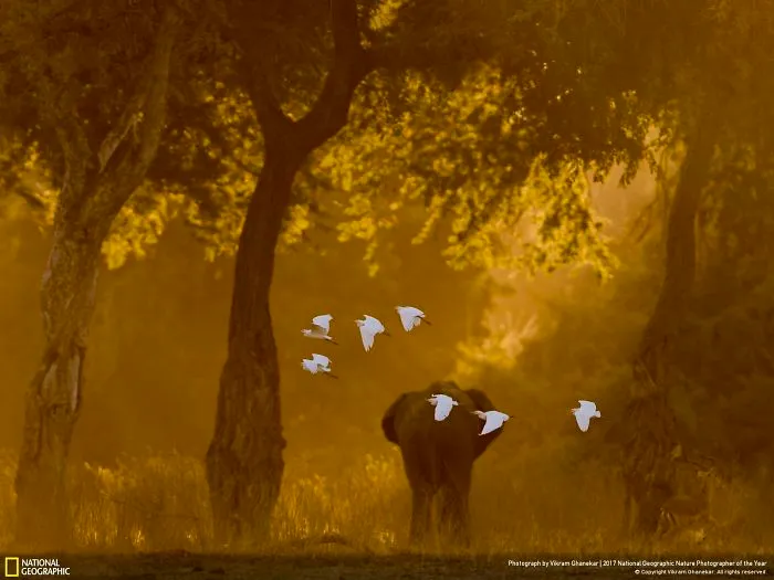 Flight Of Angels, Vikram Ghanekar