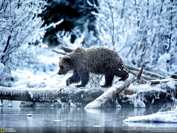 No Ordinary Bear, Andy S.