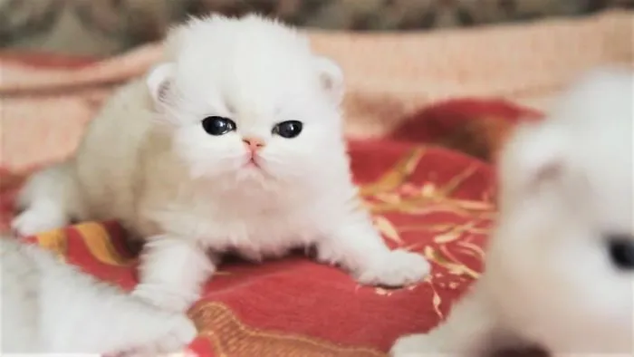 The Cute Kittens Of The Outgoing Year