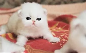 The Cute Kittens Of The Outgoing Year