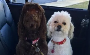Puppies On The Naughty List