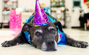 Senior Dog With Terminal Cancer Wins $35k For Rescue That Saved Her