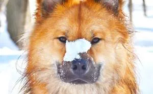 My Little Fox Disguised As A Dog