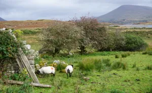 I Took These Delightful Photos While Biking Ireland's Great Western Greenway