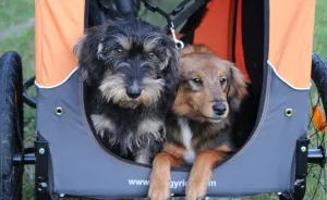 Bike Expedition Around The World  With 2 Dogs