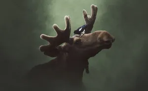 Deep Souls: We Portray Different Personalities Of Animals
