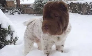 Our Shar-Pei Looks Like A Mix Of A Bear And A Dog!