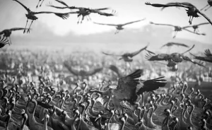 Photographing The Cranes Migration
