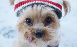 We Rescued A Puppy From Hong Kong Puppy Mill In A Very Bad State And Turned Her Life Around