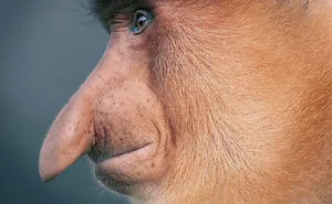 Photographer Spends 2 Years Photographing Animals That May Soon Be Extinct, And It Breaks Our Hearts