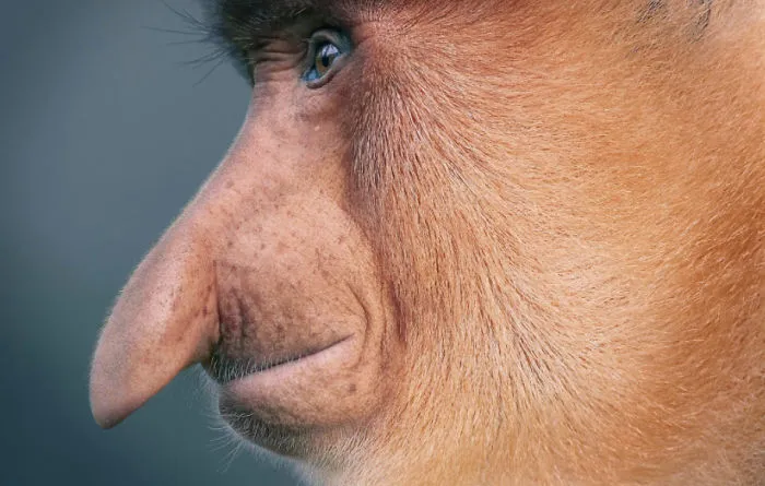 Proboscis Monkey