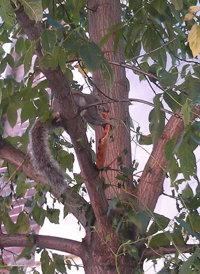 Un amigo me escribió que estaba viendo a una ardilla comiendo pizza en un árbol. Me tuvo que mandar la foto para que me lo creyera