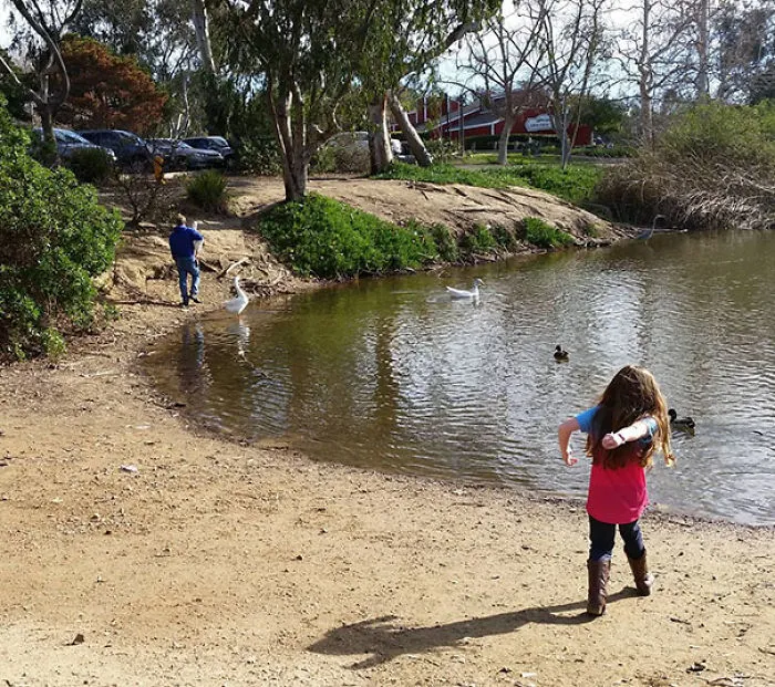 Estaba dando de comer a los patos con mi hija cuando vino un tipo y sin más se llevó un ganso debajo del brazo. Resulta que los ha criado él y siempre los lleva así