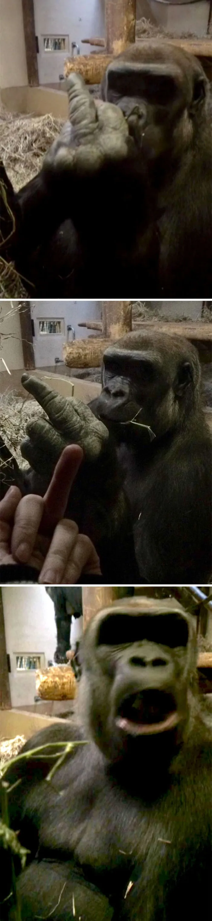 A Gorilla Flipped Me Off, So I Flipped Him Off In Return And He Was Very Offended