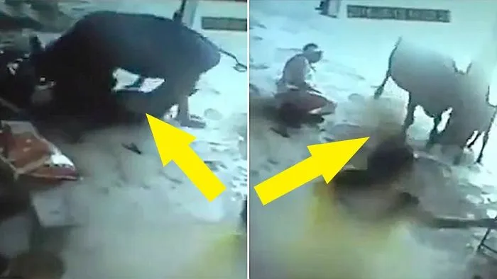 Cow Tries To Save Young Girl From Two Heartless Men Brutally Stabbing Her