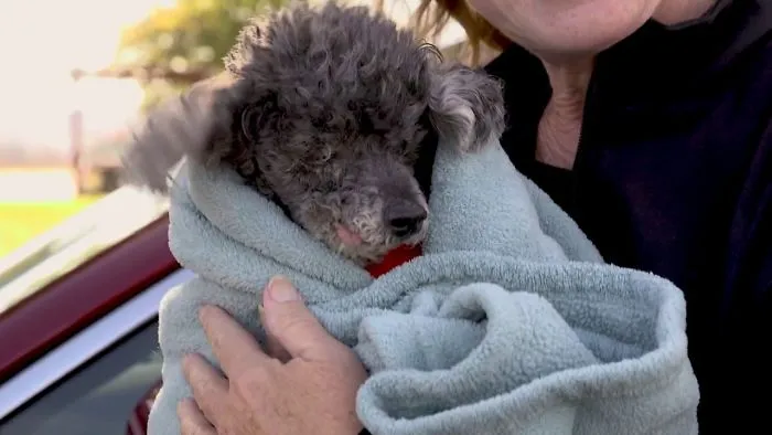 18 Years Old And Dumped At A Clinic Because This Poodle Was Stupid!