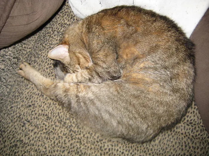 My Sleeping Cat Looks Like A Prawn.