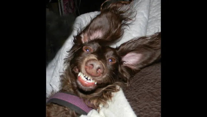 Funny pet with ears flapping and a big smile, showing hilarious new names people call their pets instead of the original.
