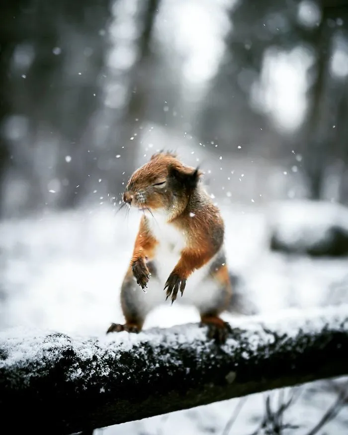 Photographer Shoots Finnish Forest Animals Like They’re Professional Models, And We Can't Stop Looking At Them