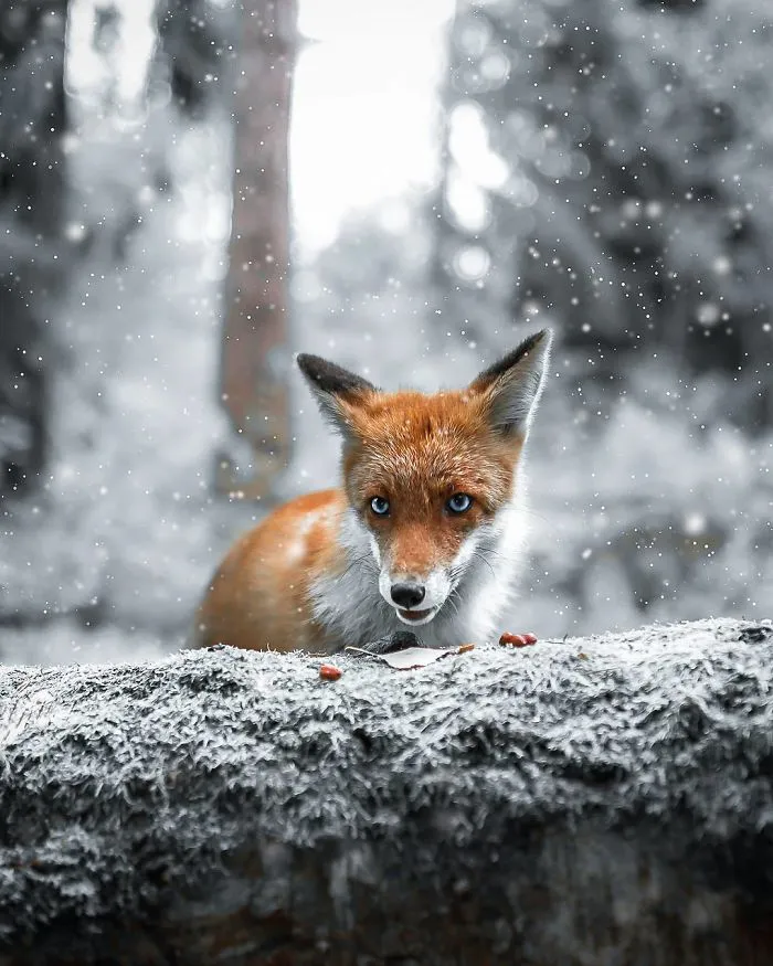 Photographer Shoots Finnish Forest Animals Like They’re Professional Models, And We Can't Stop Looking At Them