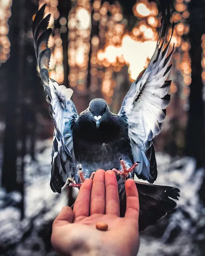 Photographer Shoots Finnish Forest Animals Like They’re Professional Models, And We Can't Stop Looking At Them