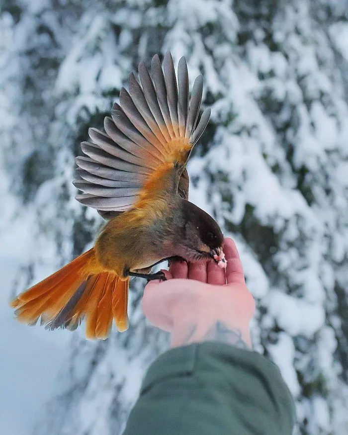 Photographer Shoots Finnish Forest Animals Like They’re Professional Models, And We Can't Stop Looking At Them