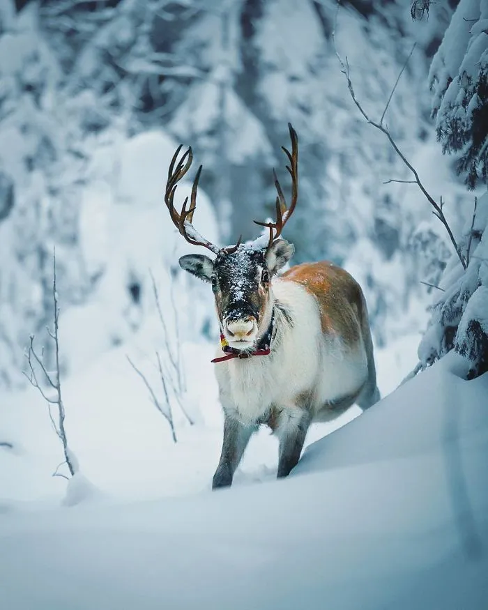Photographer Shoots Finnish Forest Animals Like They’re Professional Models, And We Can't Stop Looking At Them