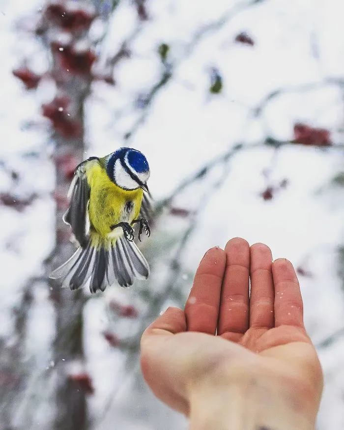 Photographer Shoots Finnish Forest Animals Like They’re Professional Models, And We Can't Stop Looking At Them