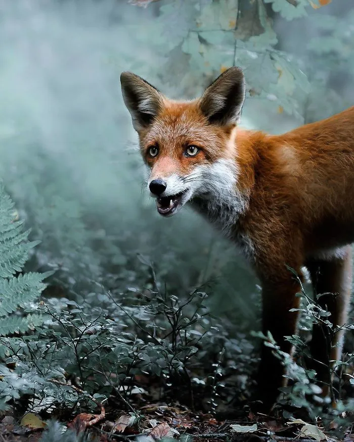Photographer Shoots Finnish Forest Animals Like They’re Professional Models, And We Can't Stop Looking At Them