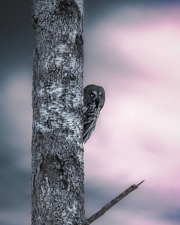 Photographer Shoots Finnish Forest Animals Like They’re Professional Models, And We Can't Stop Looking At Them