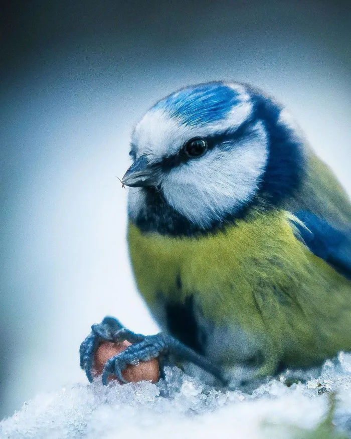 Photographer Shoots Finnish Forest Animals Like They’re Professional Models, And We Can't Stop Looking At Them