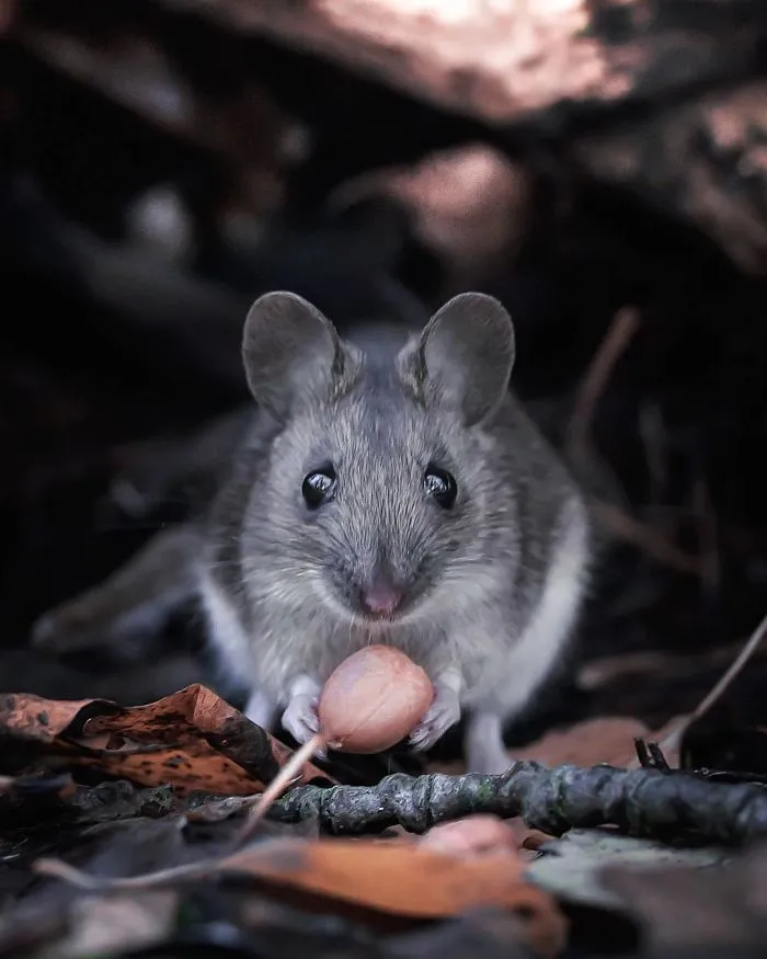 Photographer Shoots Finnish Forest Animals Like They’re Professional Models, And We Can't Stop Looking At Them