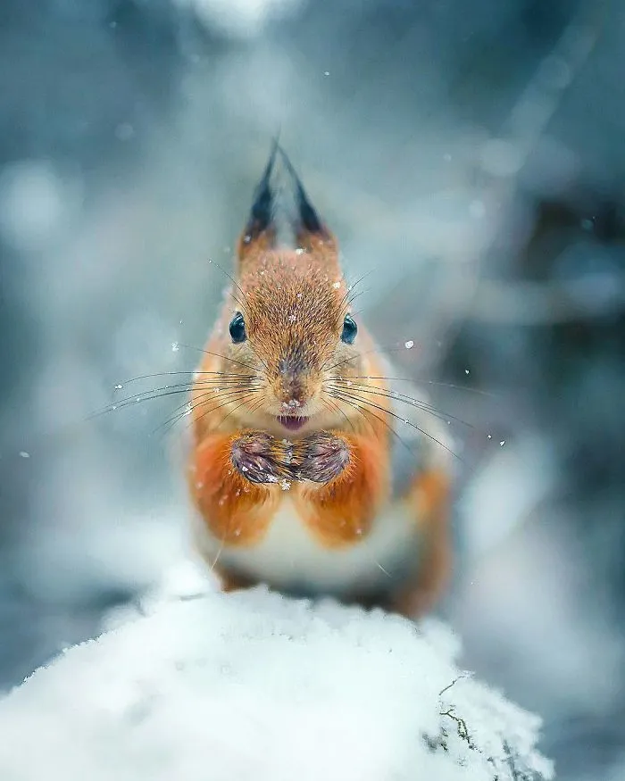 Photographer Shoots Finnish Forest Animals Like They’re Professional Models, And We Can't Stop Looking At Them
