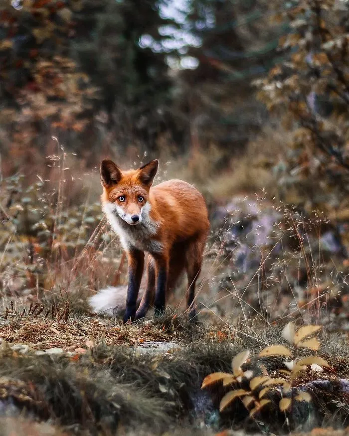 Photographer Shoots Finnish Forest Animals Like They’re Professional Models, And We Can't Stop Looking At Them