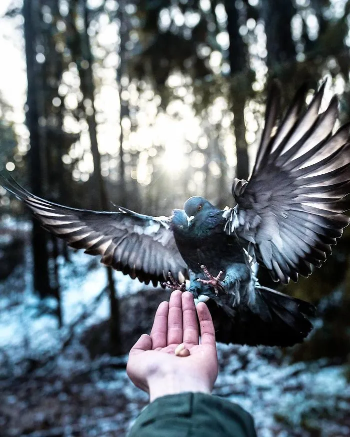 Photographer Shoots Finnish Forest Animals Like They’re Professional Models, And We Can't Stop Looking At Them