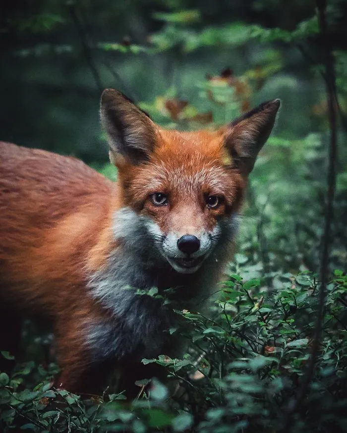 Photographer Shoots Finnish Forest Animals Like They’re Professional Models, And We Can't Stop Looking At Them