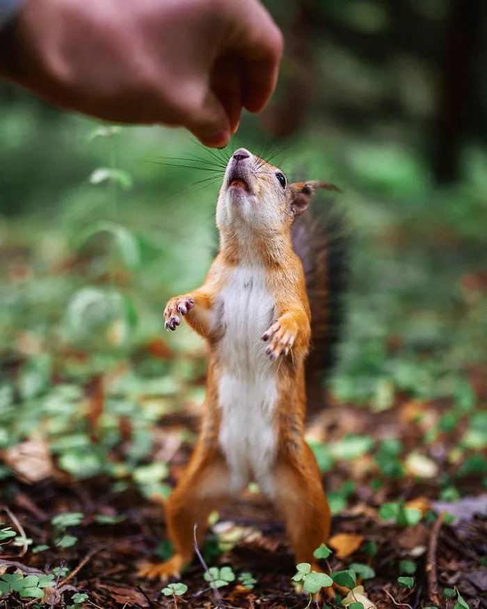 Photographer Shoots Finnish Forest Animals Like They’re Professional Models, And We Can't Stop Looking At Them