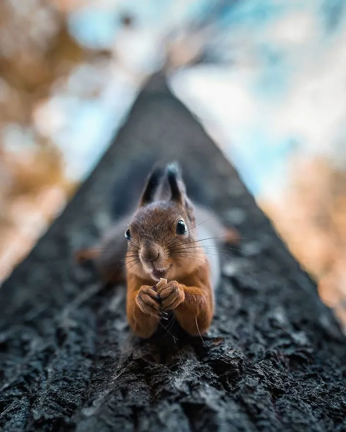 Photographer Shoots Finnish Forest Animals Like They’re Professional Models, And We Can't Stop Looking At Them
