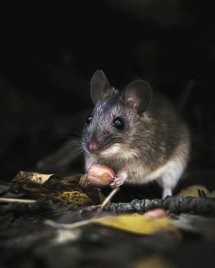 Photographer Shoots Finnish Forest Animals Like They’re Professional Models, And We Can't Stop Looking At Them