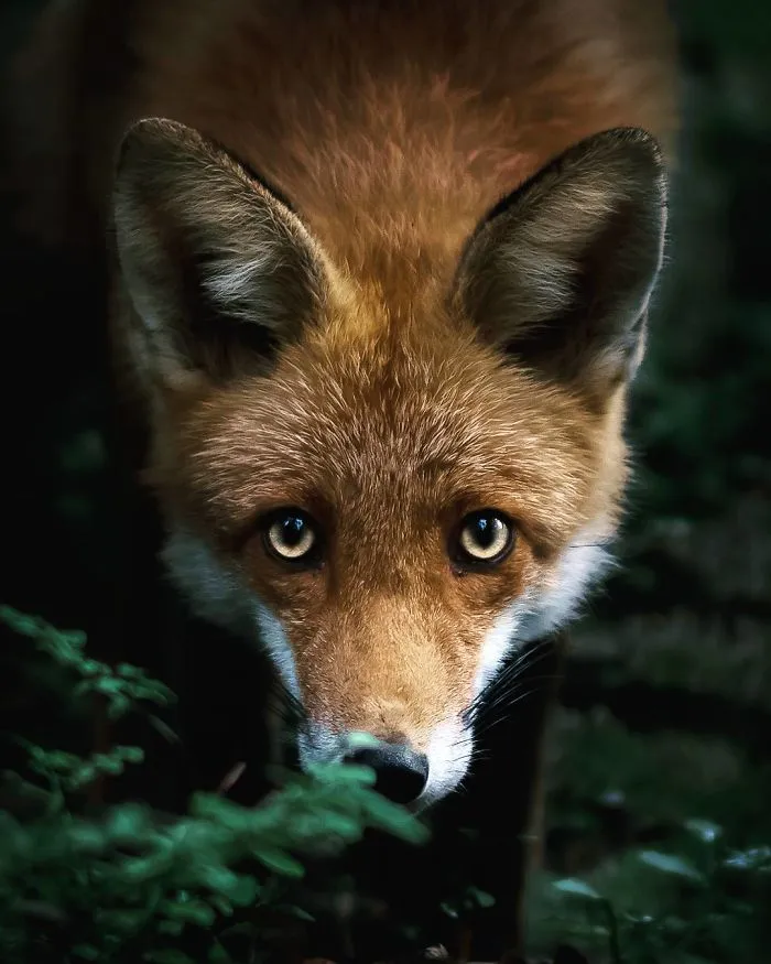 Photographer Shoots Finnish Forest Animals Like They’re Professional Models, And We Can't Stop Looking At Them