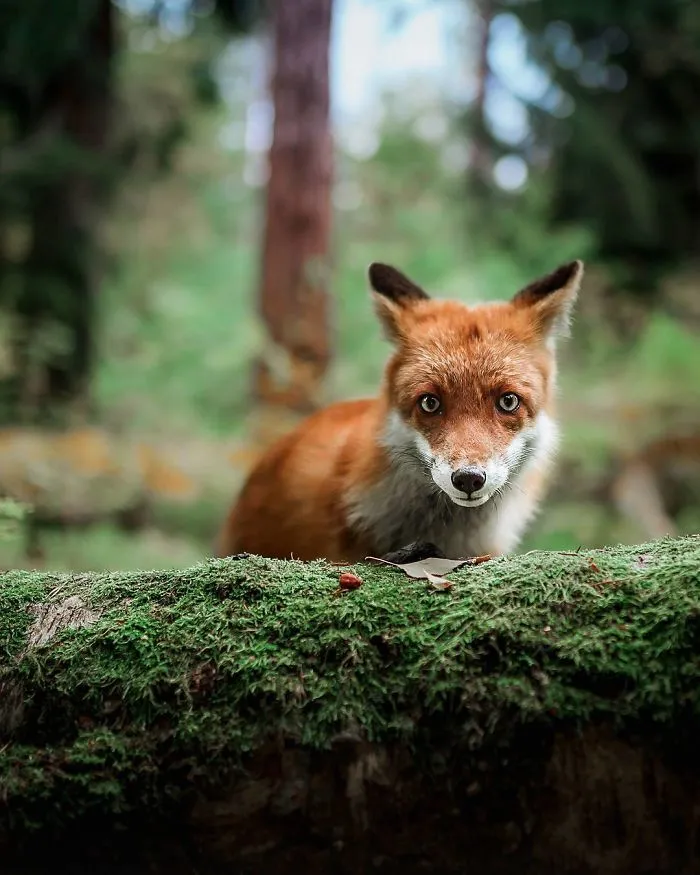 Photographer Shoots Finnish Forest Animals Like They’re Professional Models, And We Can't Stop Looking At Them