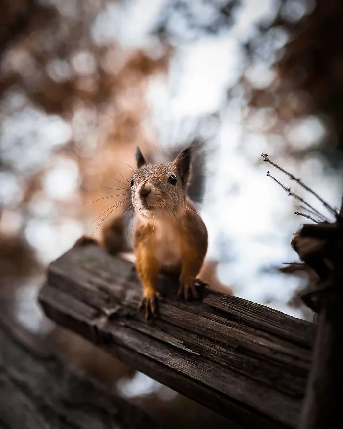 Photographer Shoots Finnish Forest Animals Like They’re Professional Models, And We Can't Stop Looking At Them